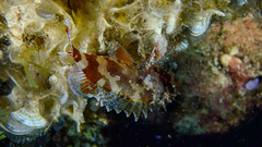 Scorpaena maderensis