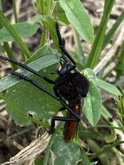 Archilestris magnificus