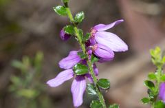 Tetratheca labillardierei