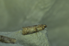 Acrobasis