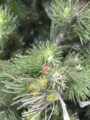 Adenanthos