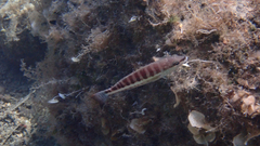 Serranus cabrilla