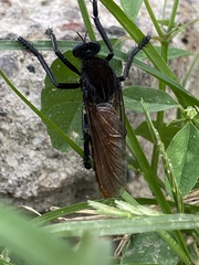 Archilestris magnificus