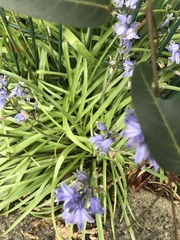 Hyacinthoides