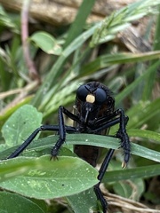 Archilestris magnificus