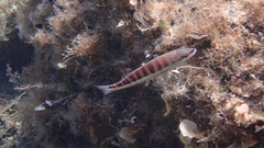 Serranus cabrilla