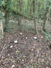 Chlorophyllum rhacodes