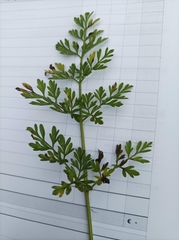 Selinum carvifolia