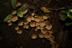 Mycena galericulata
