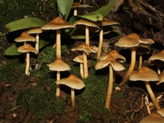 Mycena galericulata