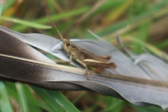 Chorthippus dorsatus