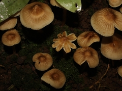 Mycena galericulata