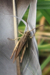 Chorthippus dorsatus