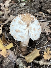 Chlorophyllum rhacodes