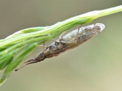 Cryptorhamphus orbus