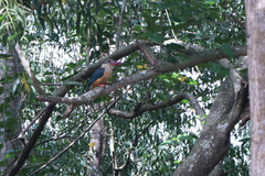 Pelargopsis capensis