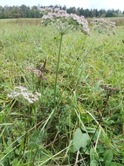 Selinum carvifolia