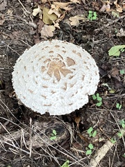 Chlorophyllum rhacodes