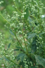 Chenopodium album