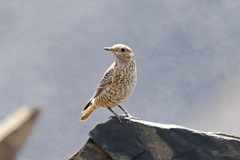 Monticola saxatilis