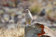 Monticola saxatilis