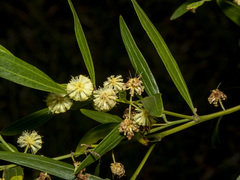 Acacia verniciflua