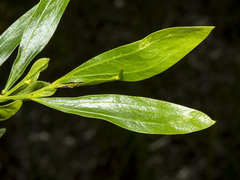 Acacia verniciflua