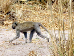 Chlorocebus cynosuros