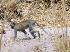 Chlorocebus cynosuros