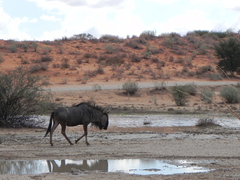 Connochaetes taurinus taurinus