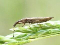 Cryptorhamphus orbus