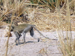 Chlorocebus cynosuros