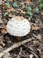 Chlorophyllum rhacodes