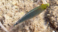Symphodus mediterraneus