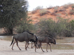 Connochaetes taurinus taurinus