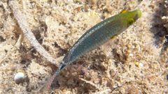 Symphodus mediterraneus
