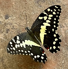 Papilio demodocus