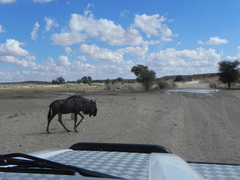 Connochaetes taurinus taurinus