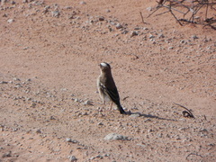 Plocepasser mahali mahali