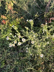 Symphyotrichum pilosum