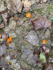 Fungi