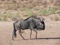 Connochaetes taurinus taurinus