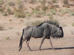 Connochaetes taurinus taurinus