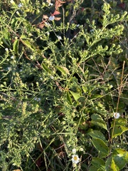 Symphyotrichum pilosum