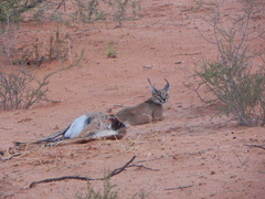 Caracal caracal caracal