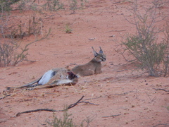 Caracal caracal caracal