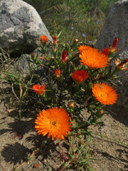 Lampranthus