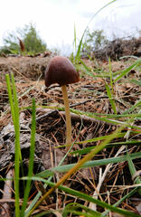 Parasola conopilea