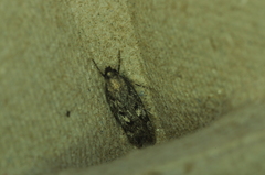 Gelechiini