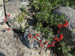 Pelargonium fulgidum